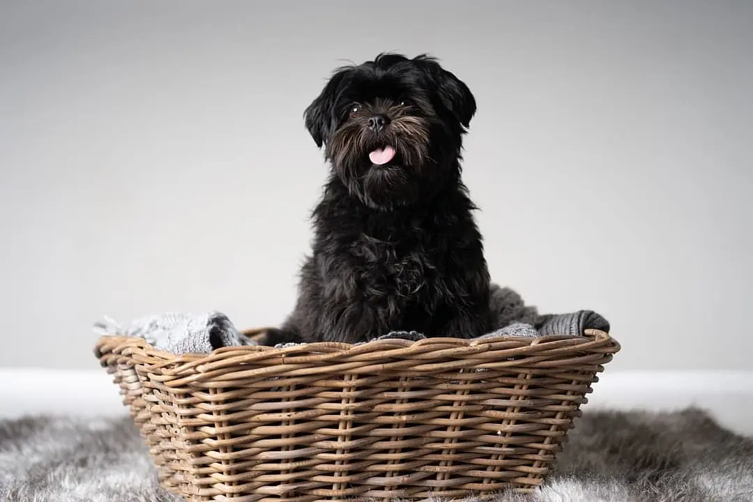 Affenpinscher
