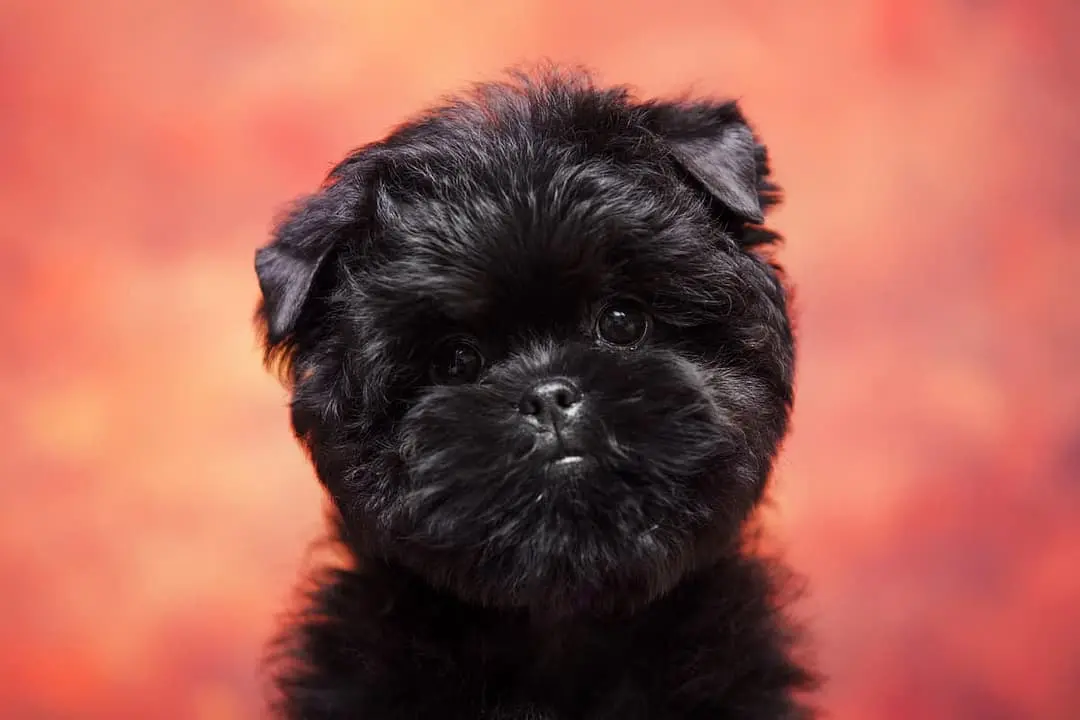 Affenpinscher
