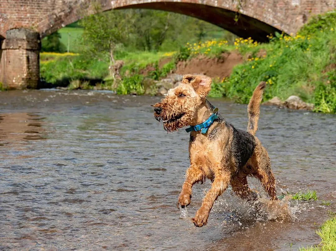 Airedale Terrier