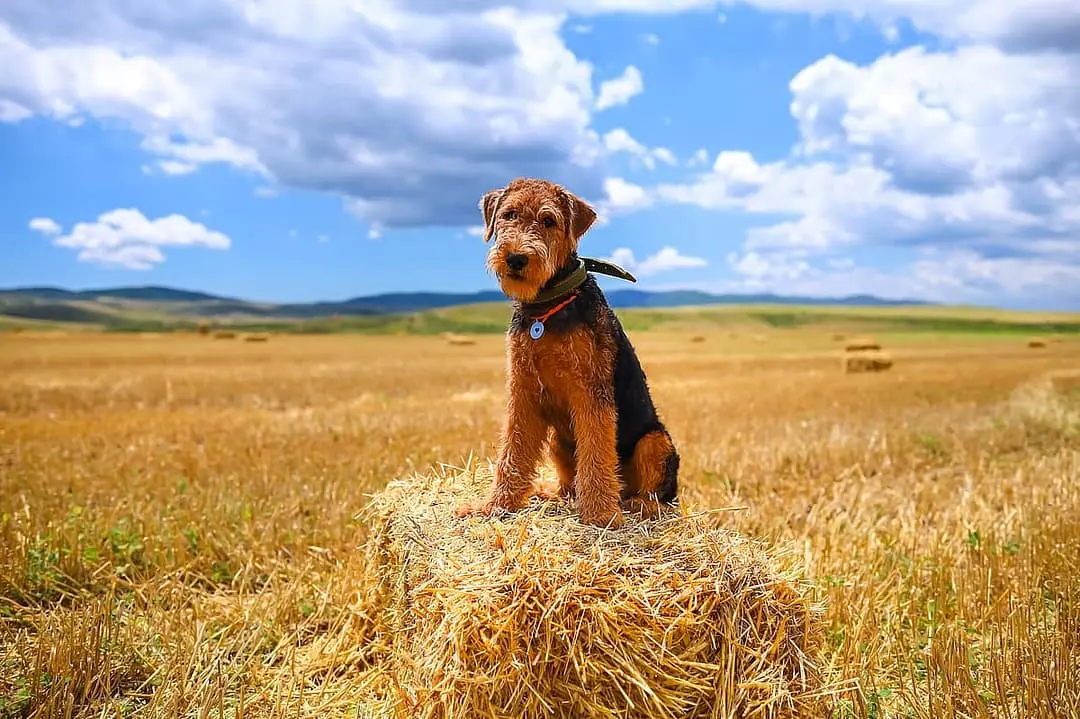 Airedale Terrier