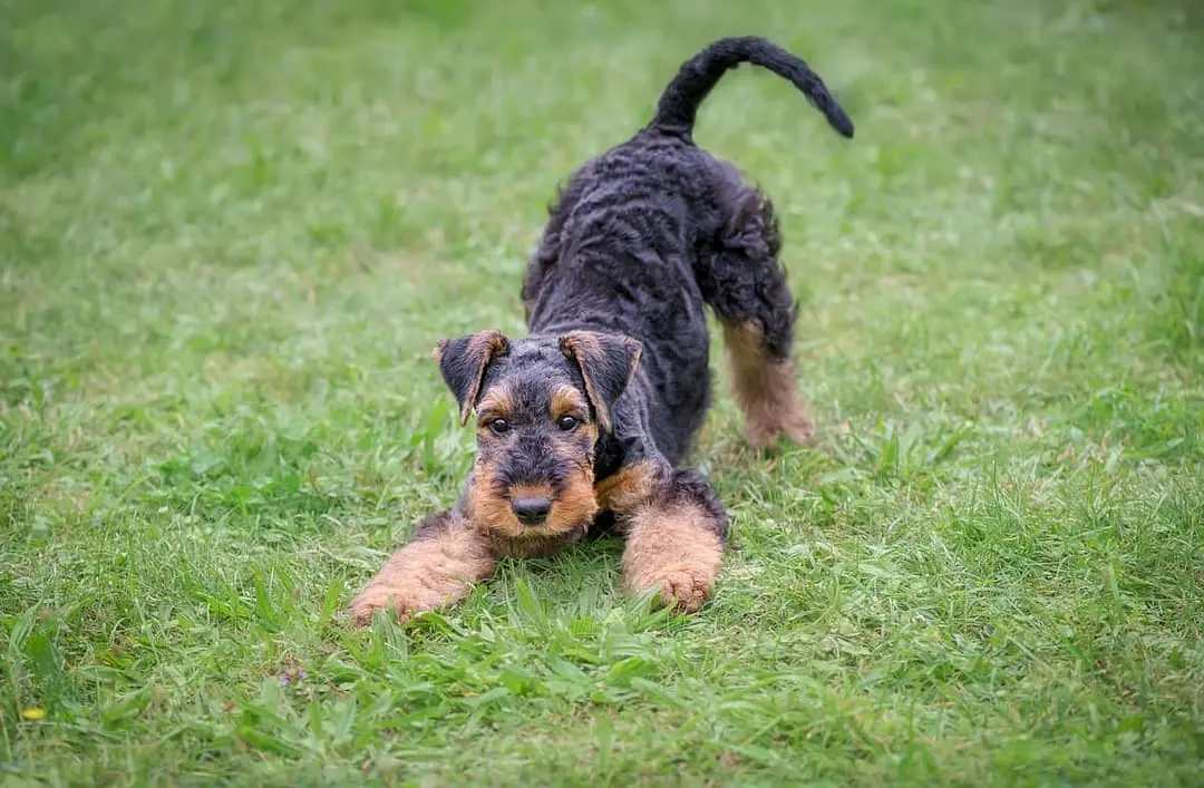 Airedale Terrier