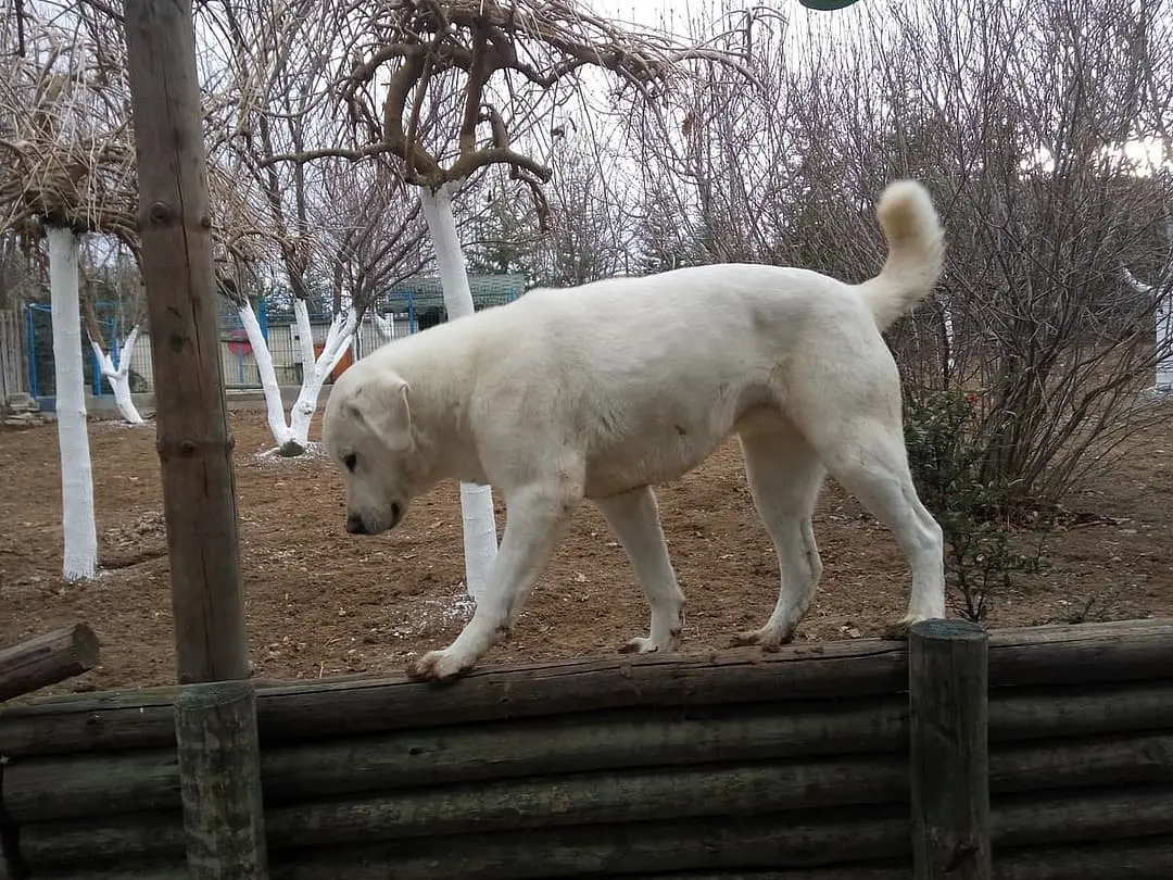 Akbash (Turkse Herder)