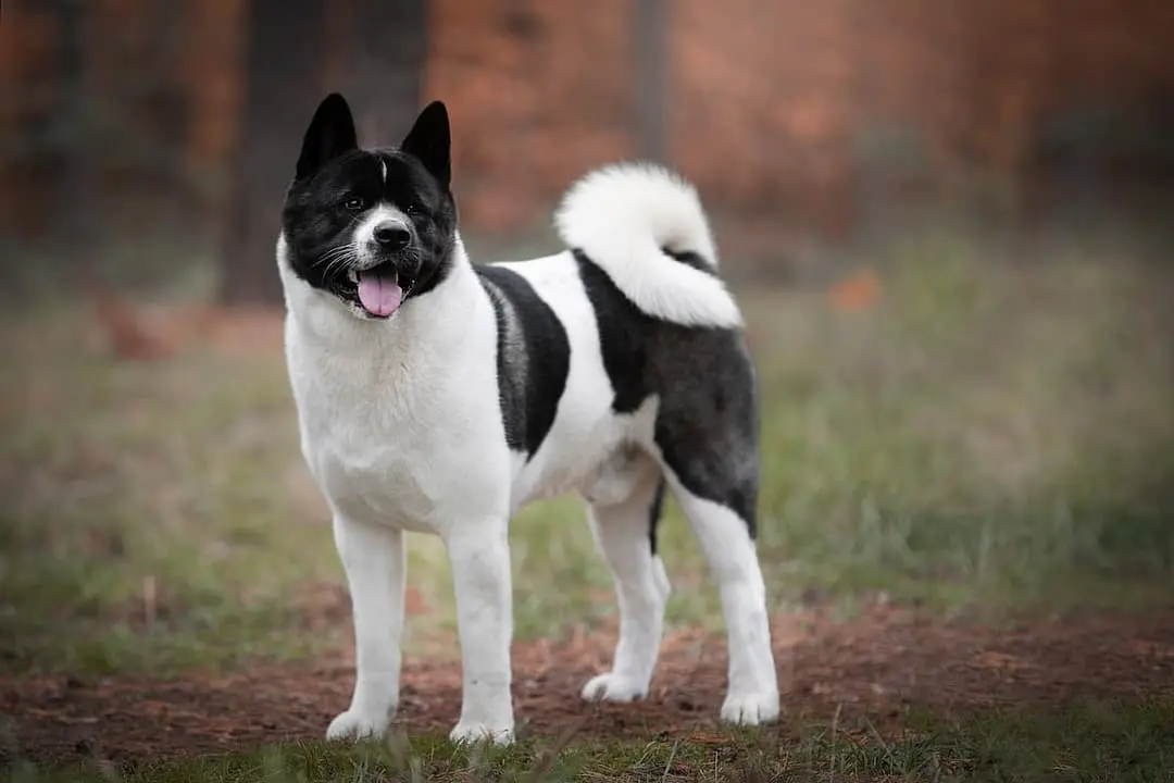 Akita