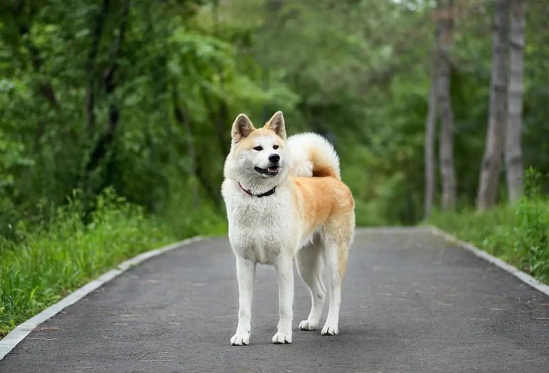 Akita