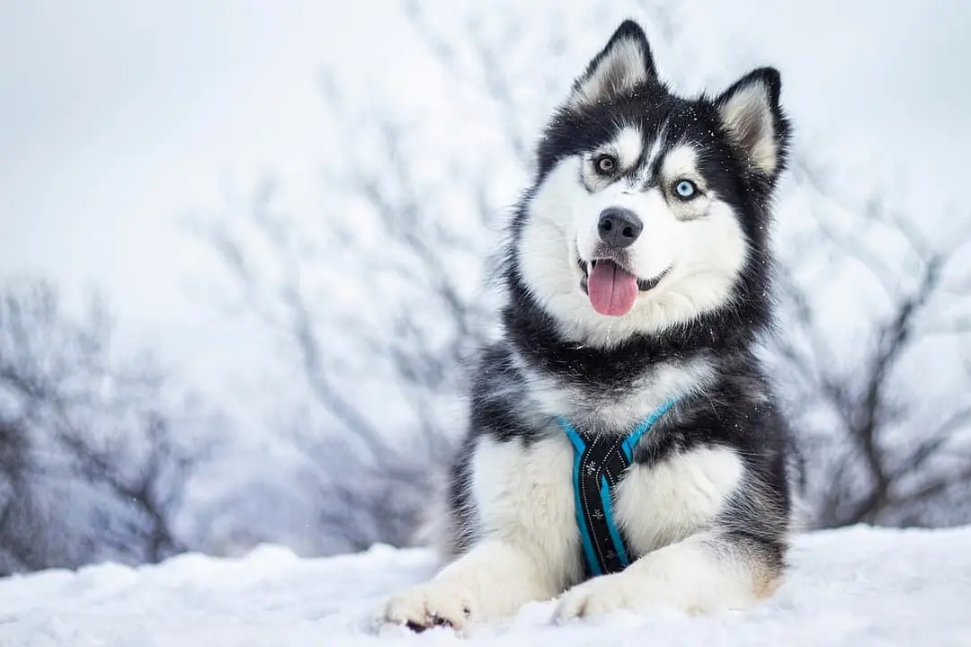 Alaska Malamute