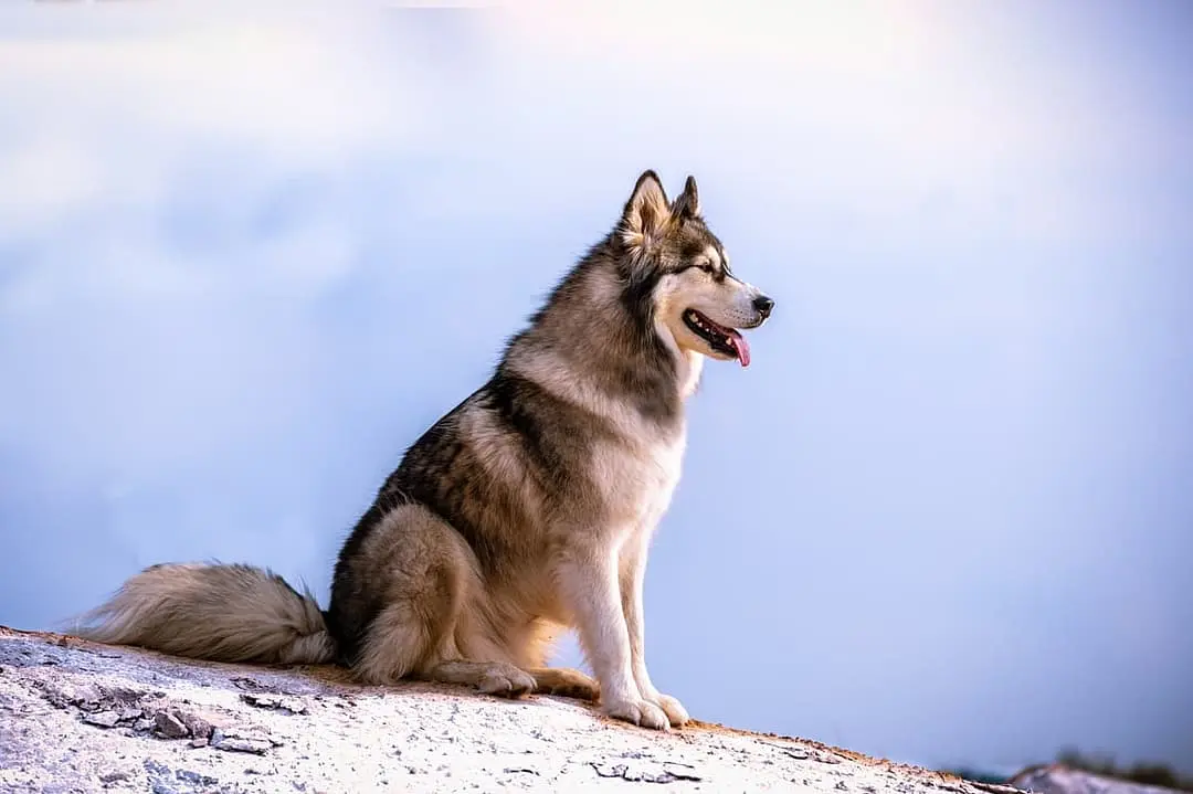 Alaska Malamute