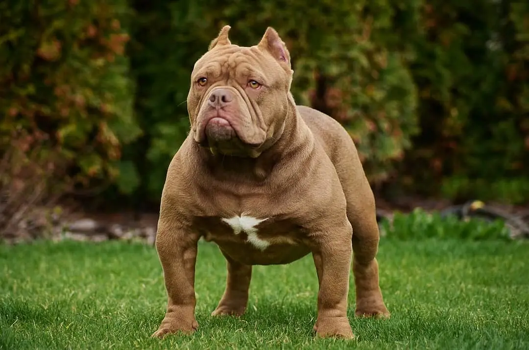 American Bully