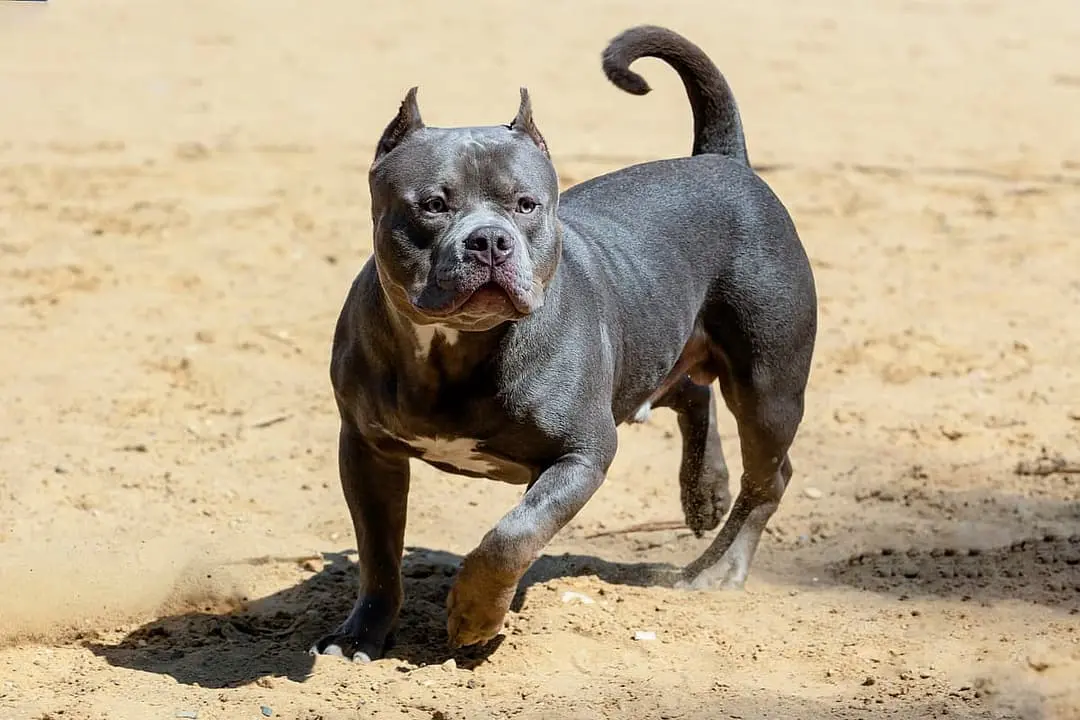 American Bully