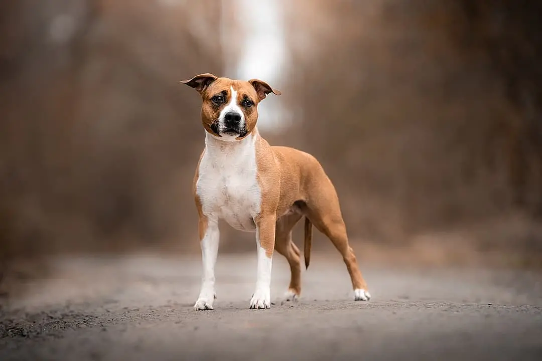 American Staffordshire Terrier