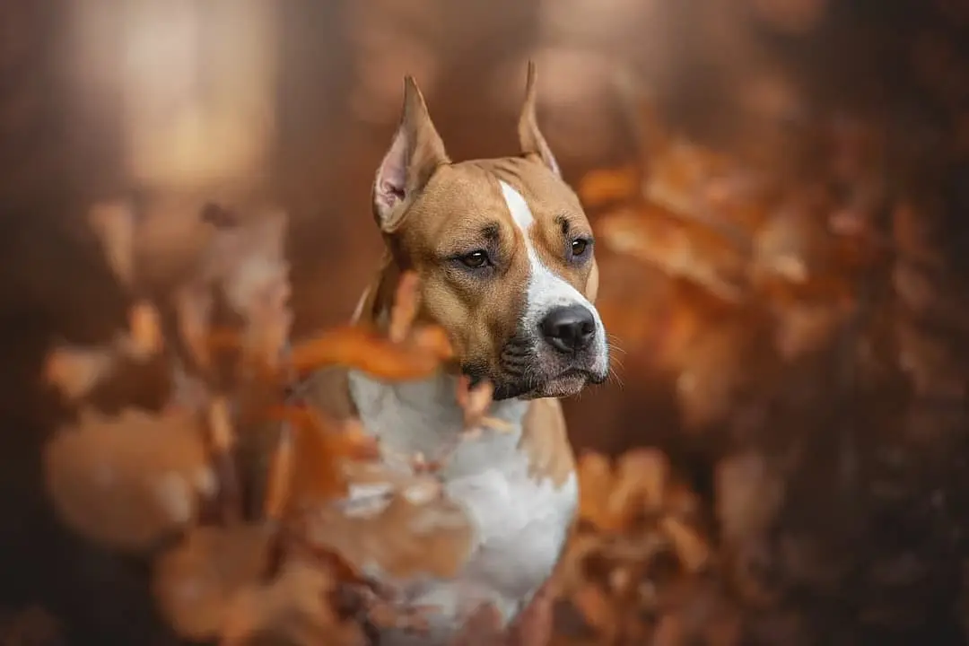 American Staffordshire Terrier