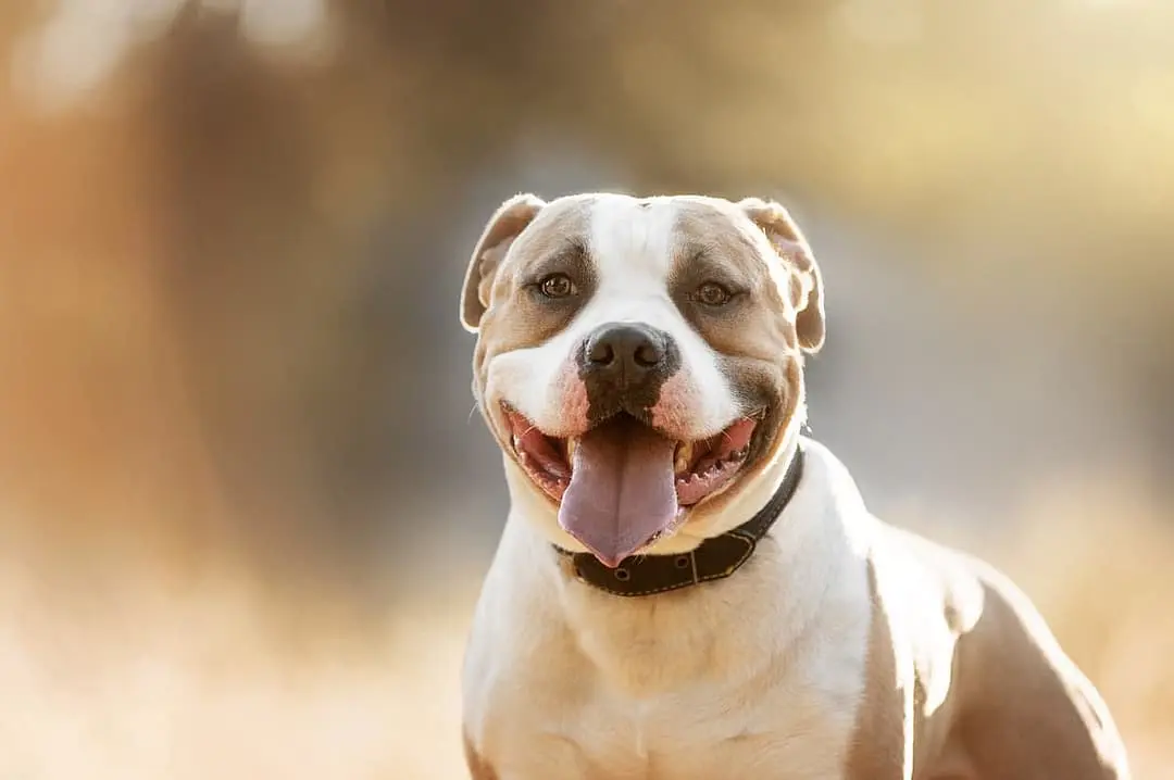 American Staffordshire Terrier