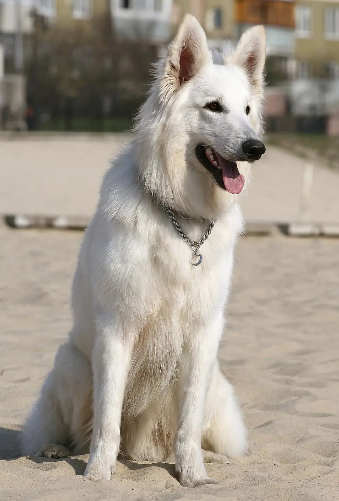 Amerikaans-Canadese Witte Herder