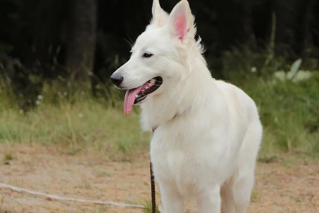 Amerikaans-Canadese Witte Herder