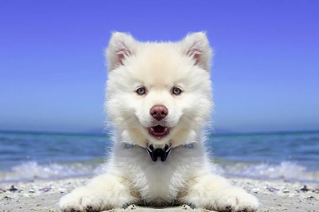 Amerikaanse Eskimohond