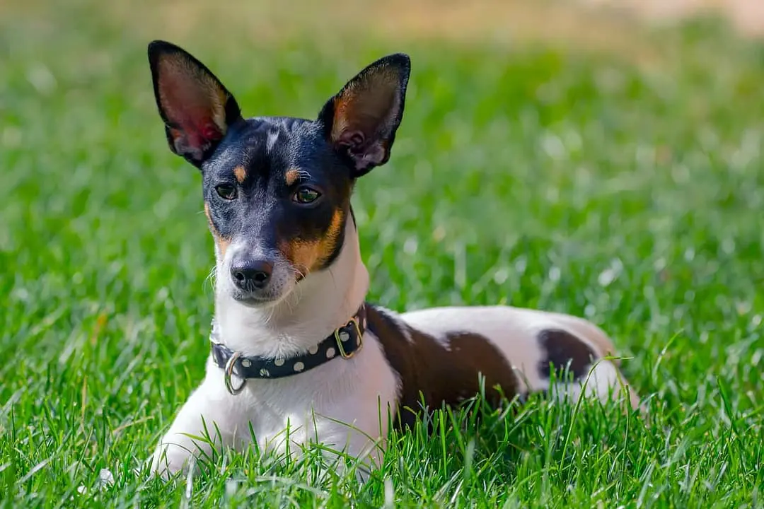 Amerikaanse ToyTerrier