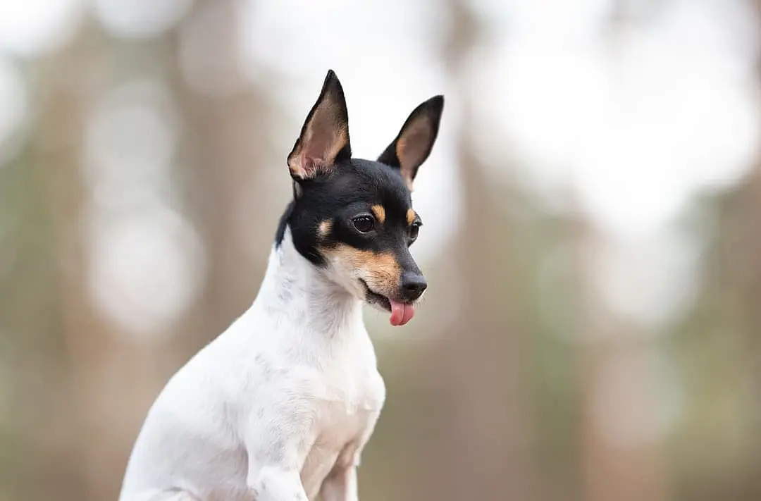 Amerikaanse ToyTerrier