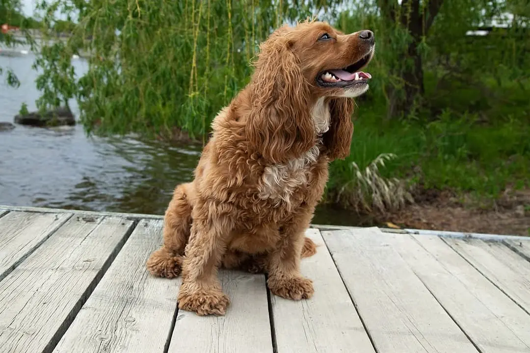 Amerikaanse Waterspaniel
