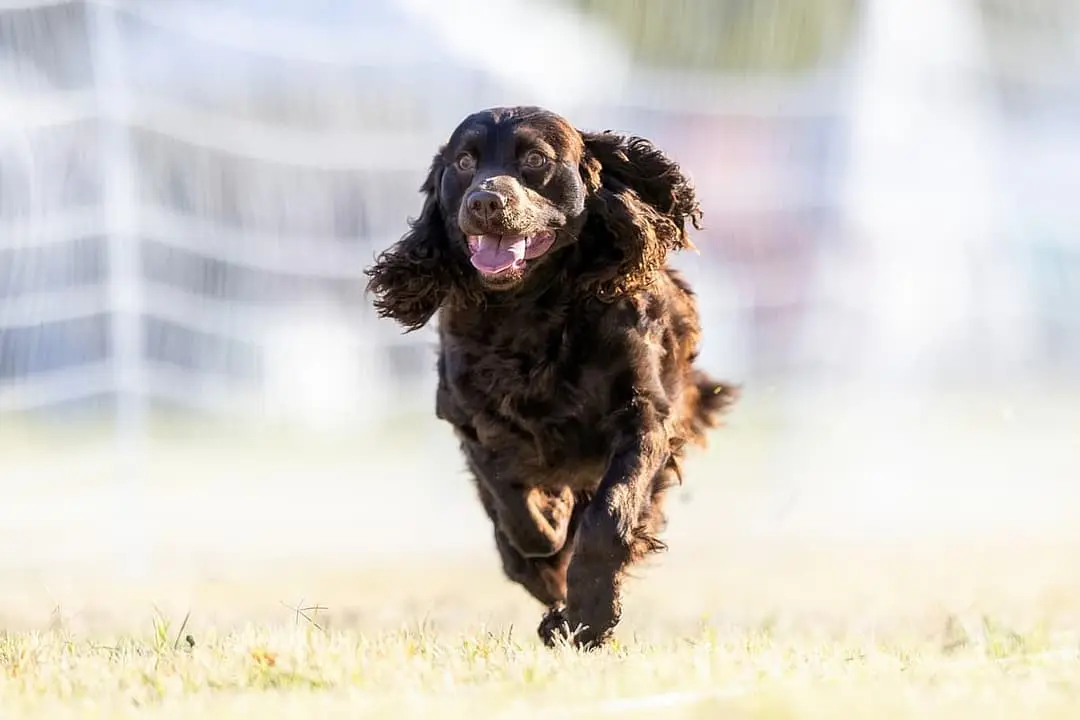 Amerikaanse Waterspaniel