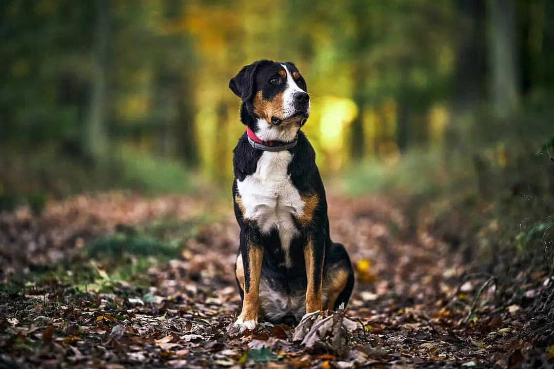 Appenzeller Sennenhond