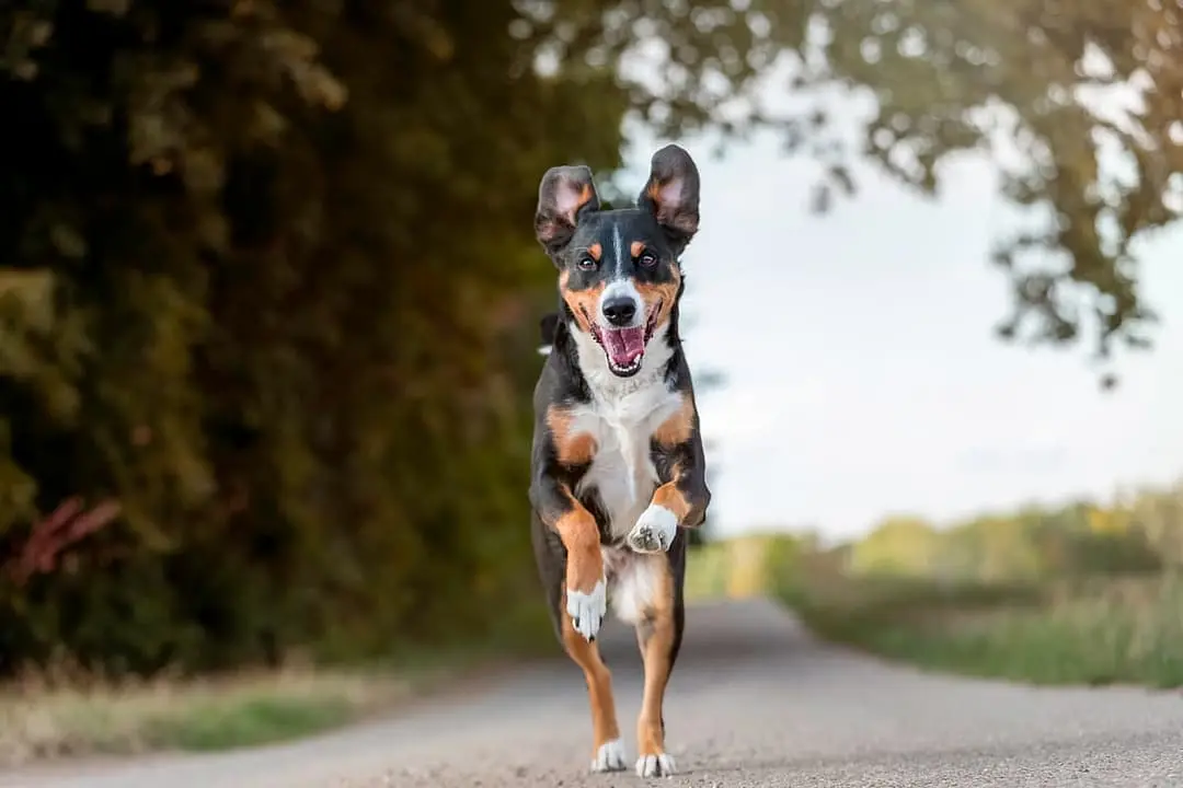 Appenzeller Sennenhond