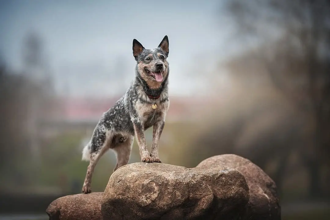 Australian Cattle dog