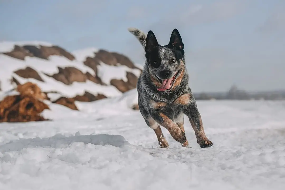 Australian Cattle dog
