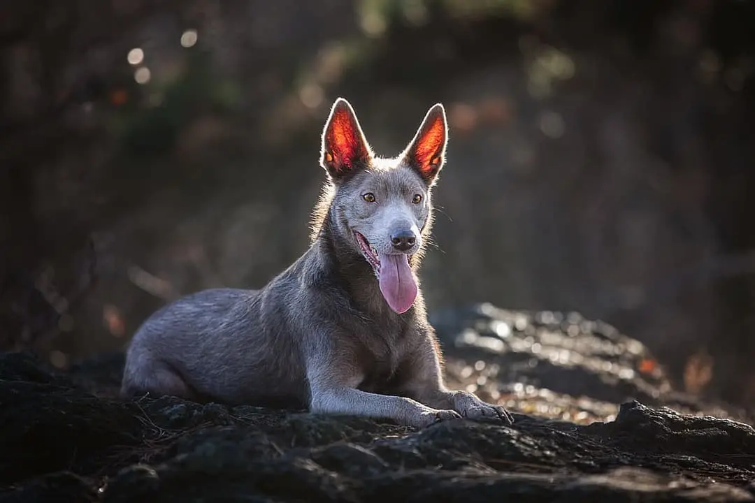 Australian Kelpie