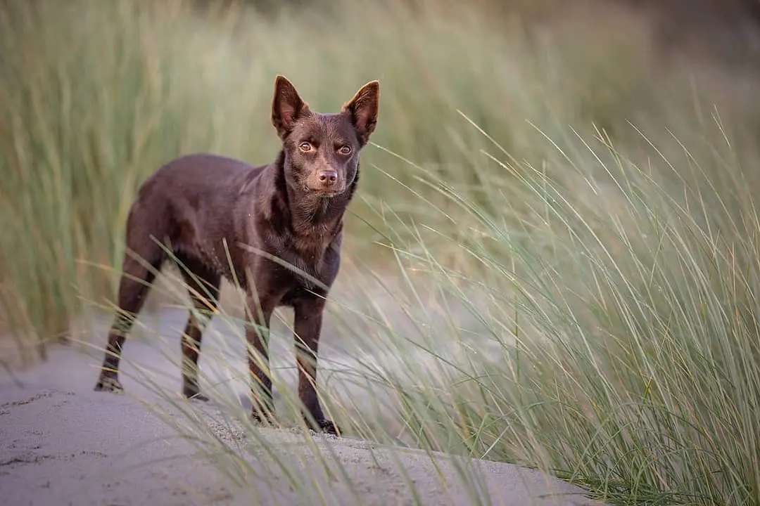 Australian Kelpie