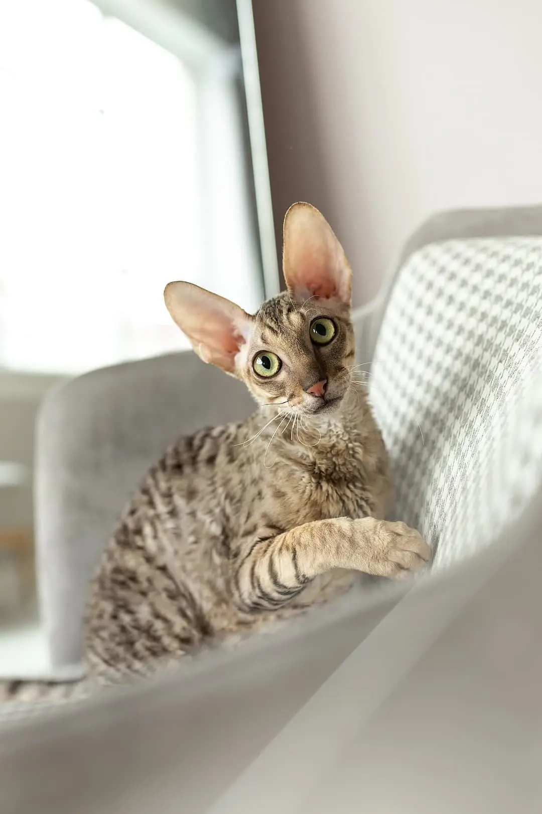 Cornish Rex