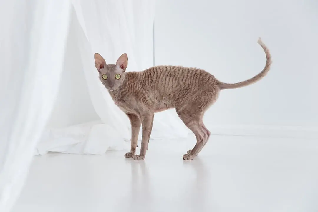 Cornish Rex
