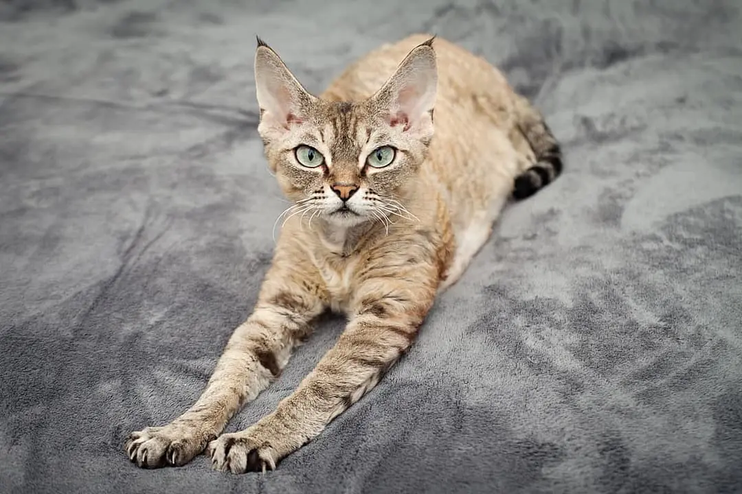Devon Rex