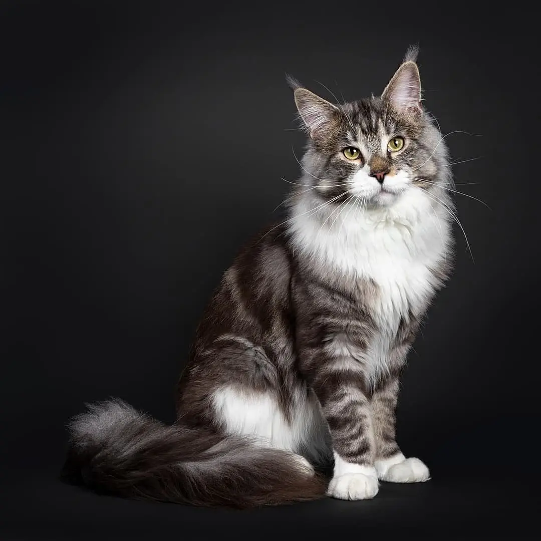 Maine Coon